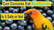 Can Conures Eat Blueberries? Is It Safe or Not - Parrot Expert