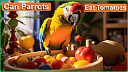 Can Parrots Eat Tomatoes? Complete Feeding Guide