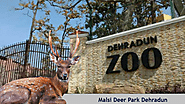 Malsi Deer Park: Wildlife and Nature