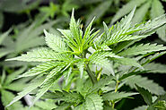 Discover Top-Tier Cannabis at Your Fingertips with Online Weed in Canada