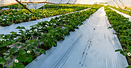 The Evolution of Greenhouse Polyethylene Plastic Film: Advantages, Benefits, and FAQs