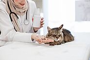 Pet Medications: Ensuring Your Furry Friend’s Health