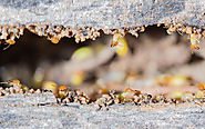 O'Connor Pest Control in Dublin, CA | Termite inspections
