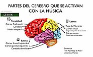 Google Image Result for https://i0.wp.com/tiendamusicasa.com/wp-content/uploads/2023/06/Partes-del-cerebro-que-se-act...