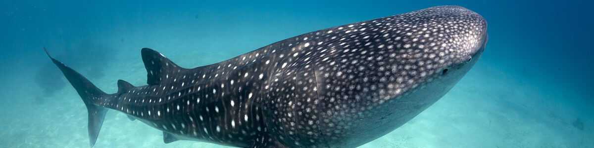 Listly 5 must see underwater wonders unveiling the maldives magic headline