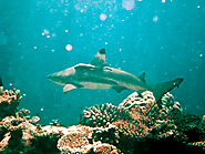 A Blacktip Reef Shark swims among the coral in Bandos, Maldives