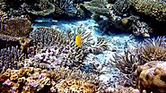 A glimpse of the southern islands of Maldives, under the waters of the Vaavu Atoll