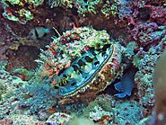 The thorny oyster, or Spondylus Varius, camouflaged among the coral under the Baa Atoll