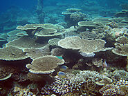 Aptly named "Plate Coral," photographed in 2009