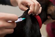 The Importance of Pet Vaccination