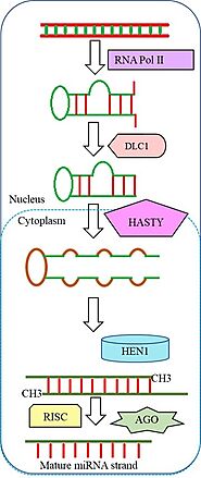 Current Research on Plant miRNA and Its Application in Disease Prevention