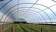 Greenhouse Plastic Film: Enhancing Crop Production with Singhal Industries Pvt Ltd