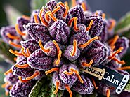 Relaxation Redefined: Discover Togo Weed's Indica Collection