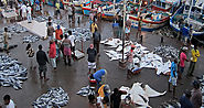 The Fish Markets of Negombo
