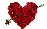 Ameya Flowers - Make Your Partner Happy, Gift Flowers