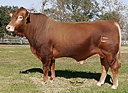 Isa Beefmaster Bulls for Sale