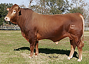 Buy Bull Of Best Breed In Texas