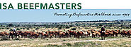 Beefmaster Cows for Sale in Texas