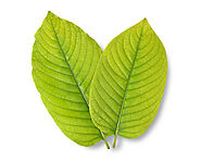 Discover Green Malay Kratom