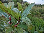 Kratom: Why It's So Popular In Today's World