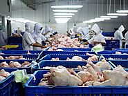 Wholesale halal frozen chicken in bulk - Wakelet