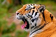 Golden Triangle Tour With Ranthambore by Taj Same Day Tour Company.