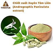 Cao Xuyên Tâm Liên | Chiết xuất Xuyên Tâm Liên (Andrographis Paniculata Extract)