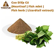 Cao Diếp Cá (Heartleaf | Fish mint | Fish herb extract)