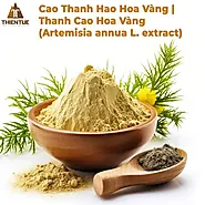 Cao Thanh Hao Vang | Artemisia annua L.