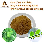 Cao Diệp Hạ Châu | Chiết xuất cây Chó Đẻ Răng Cưa (Phyllanthus Niruri extract)