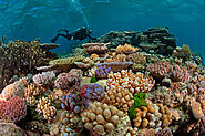 Explore the Great Barrier Reef