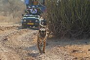 Golden triangle tour with Ranthambore by Private tour Guide India Company.