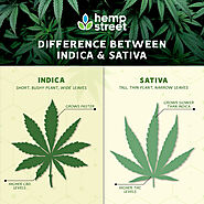 Indica vs Sativa