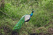 Sri Lankan Peacock