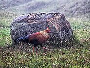 Sri Lankan Jungle Fowl 