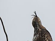 Sri Lankan Hawk Eagle 