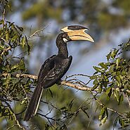 Malabar Pied Hornbill 