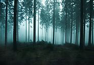 The Enchanted Forests of Eastern Europe