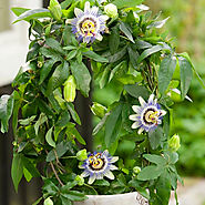 Buy Passiflora Plants online from Nurserylive at lowest price.