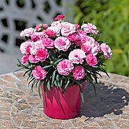 Buy Carnation Plants online from Nurserylive at lowest price.