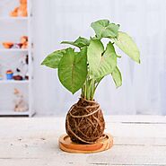 Buy Kokedama online from Nurserylive at lowest price.