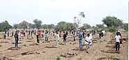 Website at https://growbilliontrees.com/blogs/tree-stories/the-sacred-peepal-a-guardian-of-green-harmony