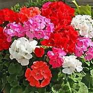 Buy Geranium Plants online from Nurserylive at lowest price.