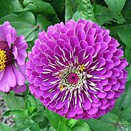 Buy Purple Flower Plants online from Nurserylive at lowest price.