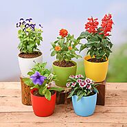 Buy Flowering Plants online from Nurserylive at lowest price.