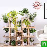 Buy Plants online in Bhubaneswar — Nurserylive