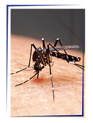 Mosquito Control in Fort Lauderdale, FL | Formulex