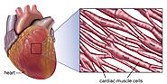 Key Properties Of Cardiac Muscle For Optimal Heart Health