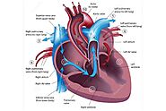 What Carries Deoxygenated Blood to the Heart?