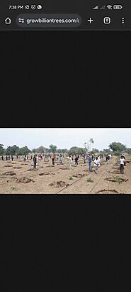 Tree Plantation